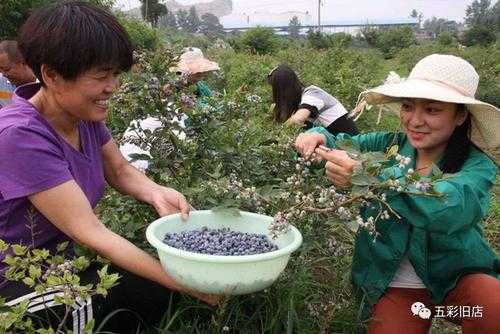 绍兴蓝莓数码科技（绍兴蓝莓采摘）-图1