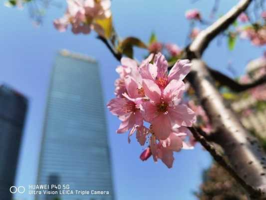 华为数码科技拍照技巧视频（华为拍照技巧视频教程）-图1