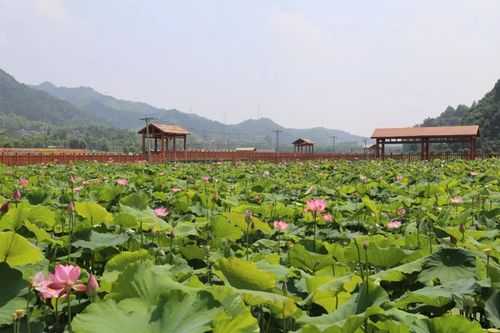 莲花云汇数码科技（莲花云海要门票吗）-图1