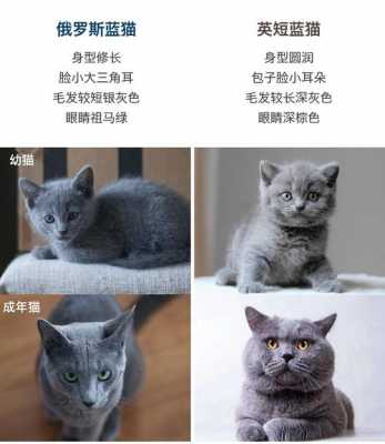 蓝猫数码科技用品店怎么样（蓝猫电商）-图3